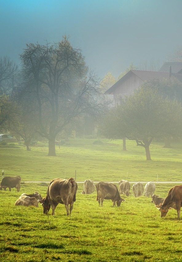 Tarım ve Hayvancılık Çözümleri

